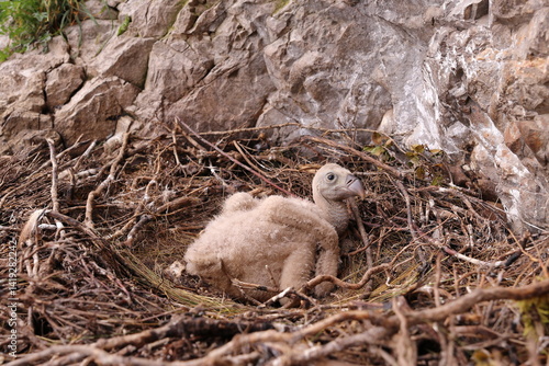 LITTLE NEWBORN VULTURE IN ITS NEST