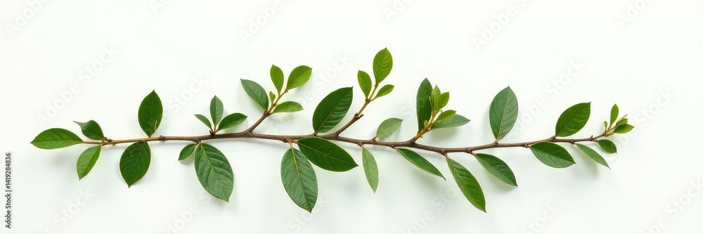 Several branches of a small shrub on a white surface, isolated, white, foliage Several branches of a small shrub on a white surface, isolated, white, foliage