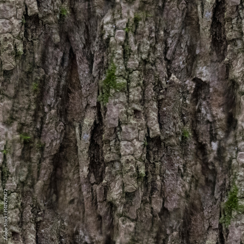 Grey wood background. Tree bark close-up. Wood texture. Seamless image.