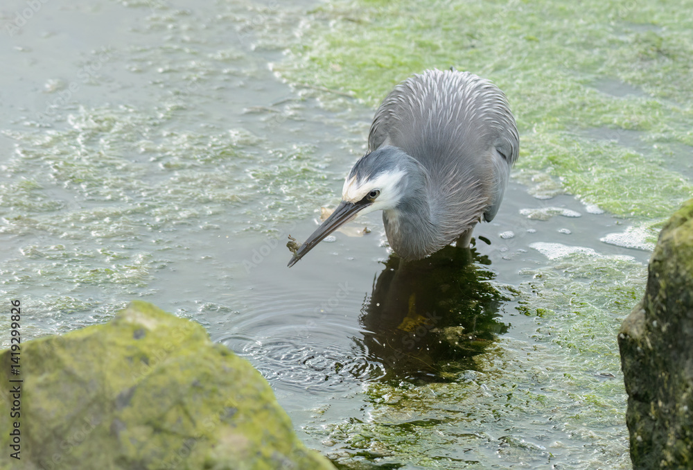 New Zealand white-faced heron eating a crab. Waimanu Lagoons, Kapiti Coast, New Zealand.