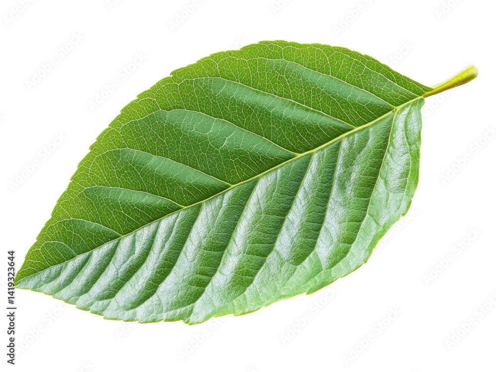 Obraz premium A Close-Up View of a Vibrant Green Leaf with Intricate Veins Isolated on Black Background Botanical Photography