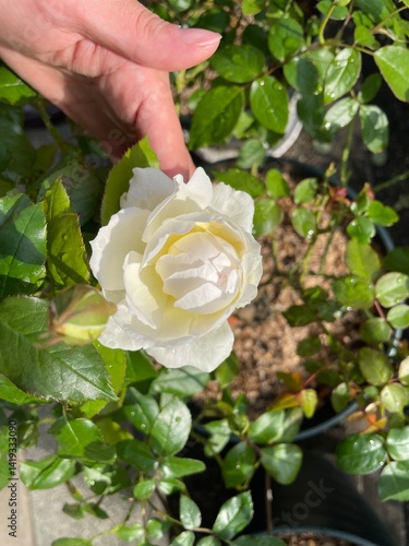 rose in the hand