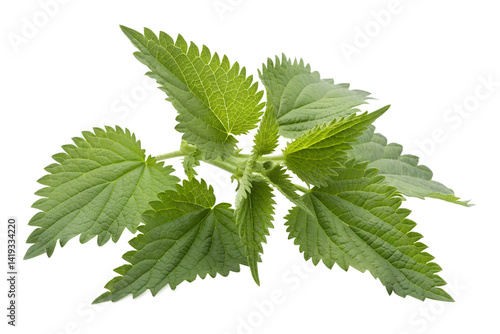 Fotografie Green stinging nettle leaves isolated on transparent background