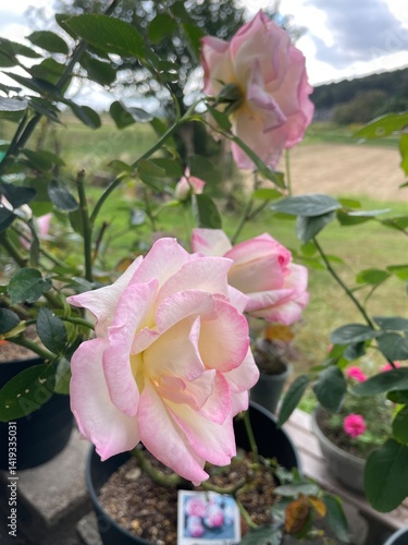pink rose in a garden