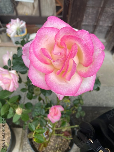 pink roses in a garden
