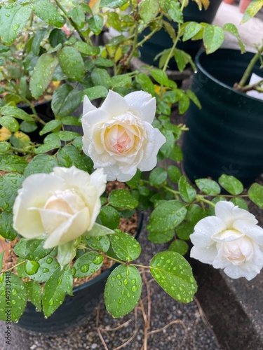 rose in the garden