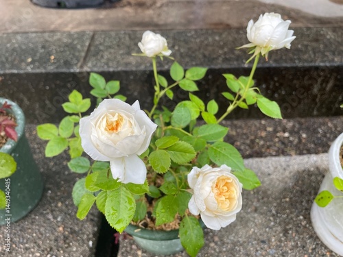 flowers in a pot
