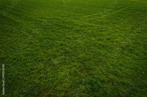 ecological land in the Polish countryside, ecological crops, green farmland from a drone, green meadow from a bird's eye view film photo of a green meadow, green grass from above, forest from a drone