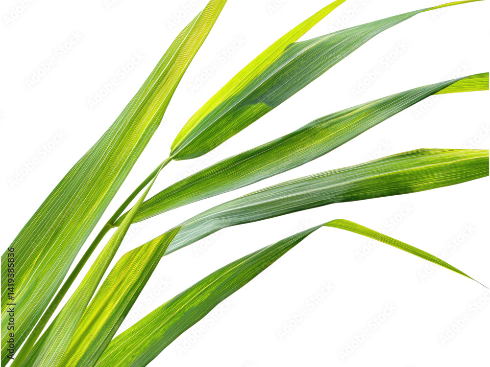 Fototapeta premium Vibrant Green Tropical Leaves Close Up Photography Stunning Variegated Foliage