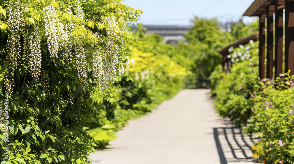 beautiful wisteria tunnel with vibrant blooms creates serene pathway surrounded by lush greenery beautiful wisteria tunnel with vibrant blooms creates serene pathway surrounded by lush greenery