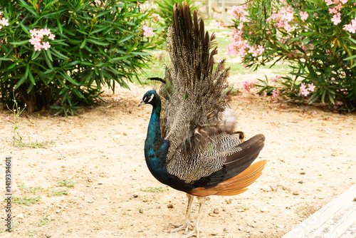 Canvas Print Peacock showing its colorful feathers in a garden