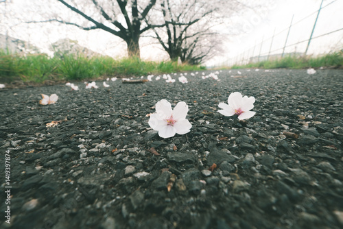 地面に落ちた花びら
