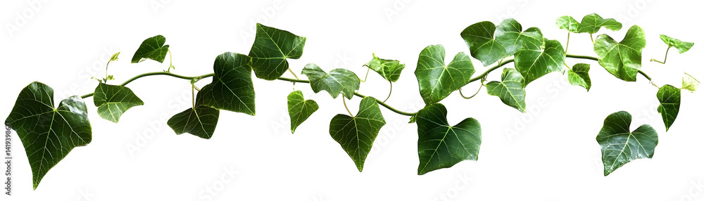 Lush green leaves and vines forming a natural botanical backdrop Abundant foliage creating a serene vibrant and verdant environment Elegant floral isolated transparent Background, PNG Lush green leaves and vines forming a natural botanical backdrop Abundant foliage creating a serene vibrant and verdant environment Elegant floral isolated transparent Background, PNG