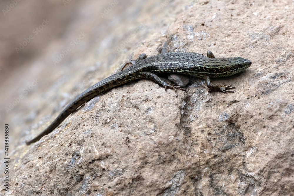 Close up of bridled mabuya or bridled skink (Heremites vittatus), met during trekking on Kilimanjaro, Tanzania