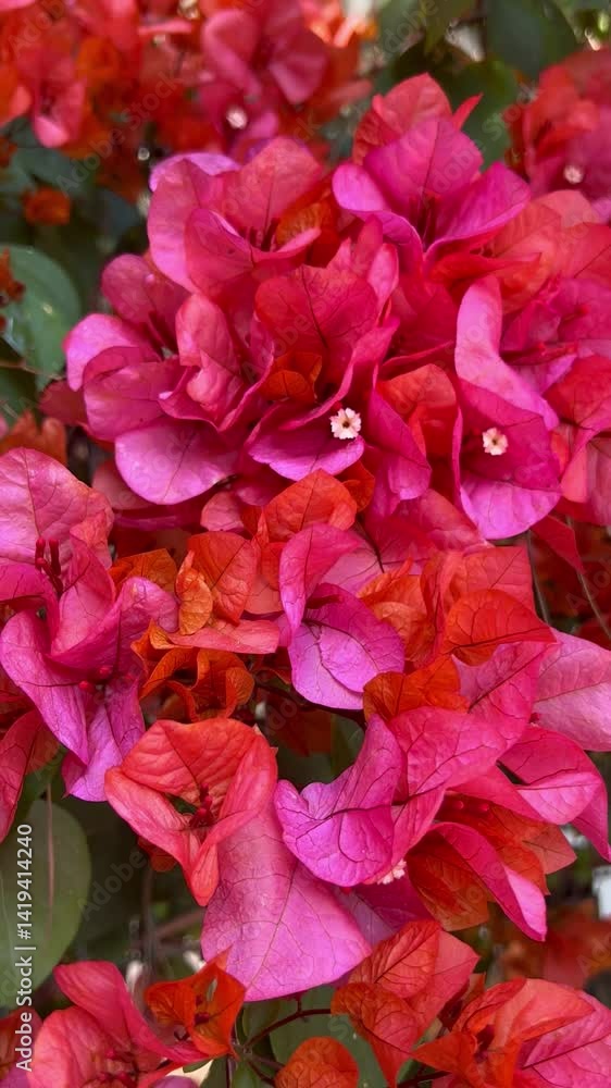 Bougainvillea flowers in spring over the streets Mykonos Bougainvillea flowers in spring over the streets Mykonos
