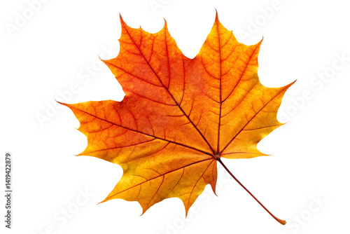 Wallpaper Mural  Colorful Autumn Maple Leaves isolated on white background .  Torontodigital.ca