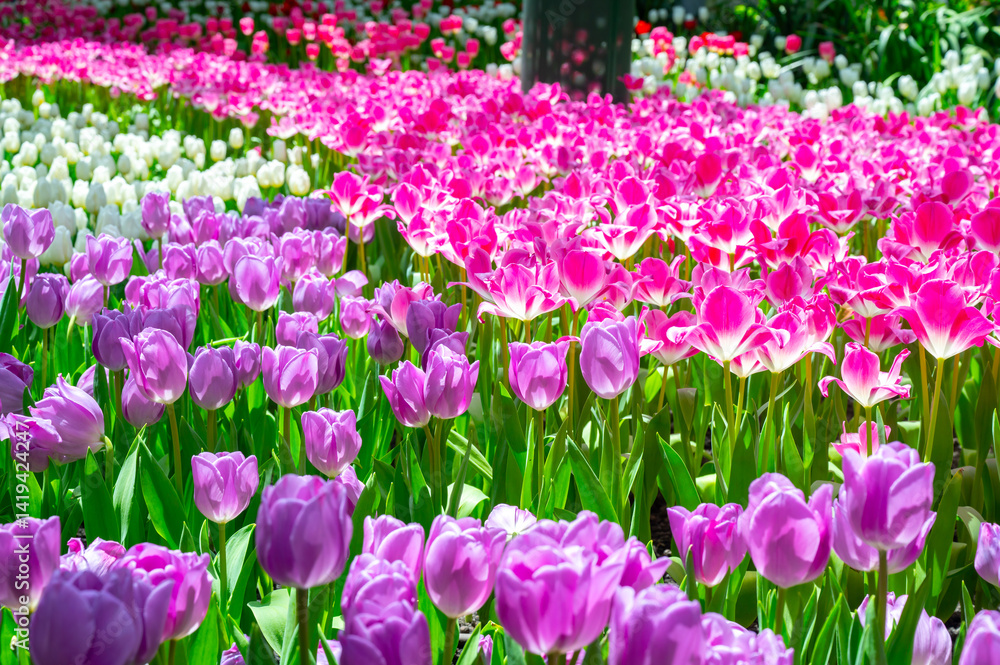 Colorful Tulips flowers blooming in Spring.Close-up of sweet pink and other color tulip flowers blooming in the garden with soft morning sunlight on a blurred background. Colorful Tulips flowers blooming in Spring.Close-up of sweet pink and other color tulip flowers blooming in the garden with soft morning sunlight on a blurred background.