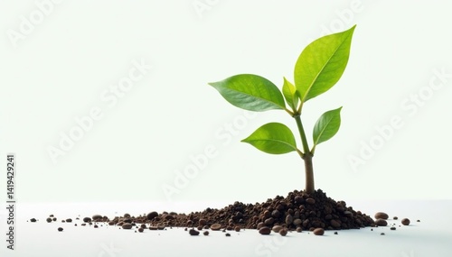 Obraz na płótnie Young tree, isolated on seamless white, showing early growth stages , plant, detail, nature w salonie