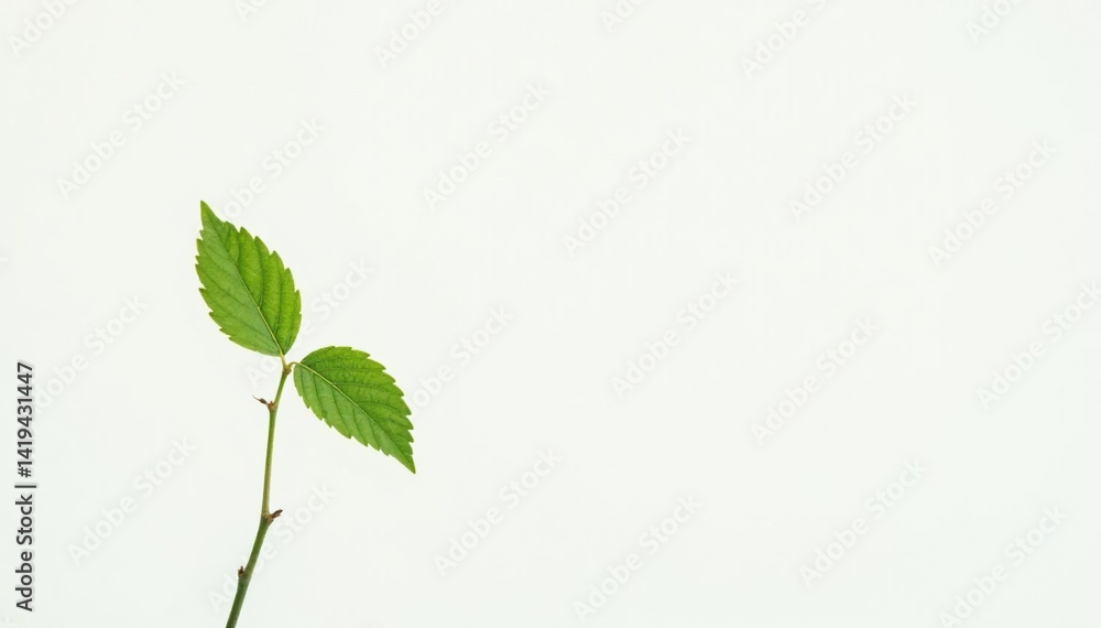 Single, delicate sapling against pure white backdrop , background, ecology, small