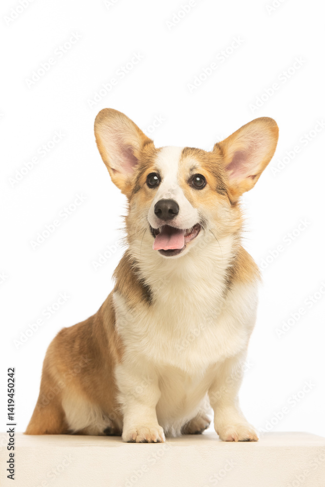 Welsh Corgi Pembroke on white background Welsh Corgi Pembroke on white background