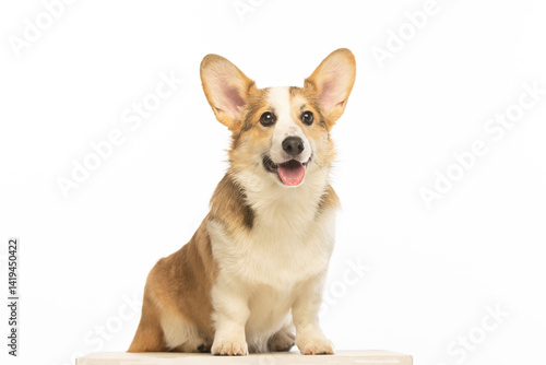 Welsh Corgi Pembroke on white background