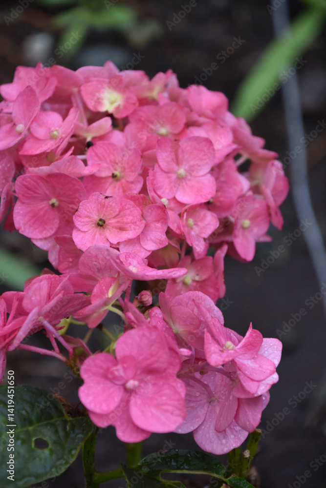 Gorgeous Dark Pink Hydrangea Blossoms Flowering Gorgeous Dark Pink Hydrangea Blossoms Flowering