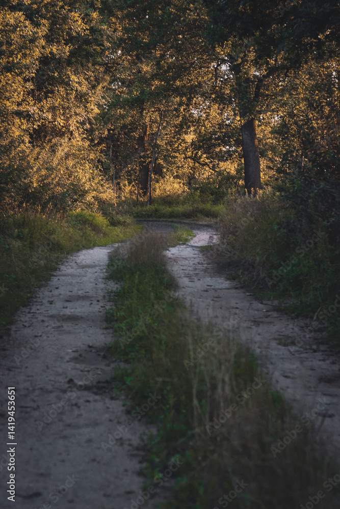 Fototapeta premium A winding road leading into a sunlit forest, evokes a sense of journey and exploration. The pathway disappears around the corner, and the path offers an inviting sense of serenity