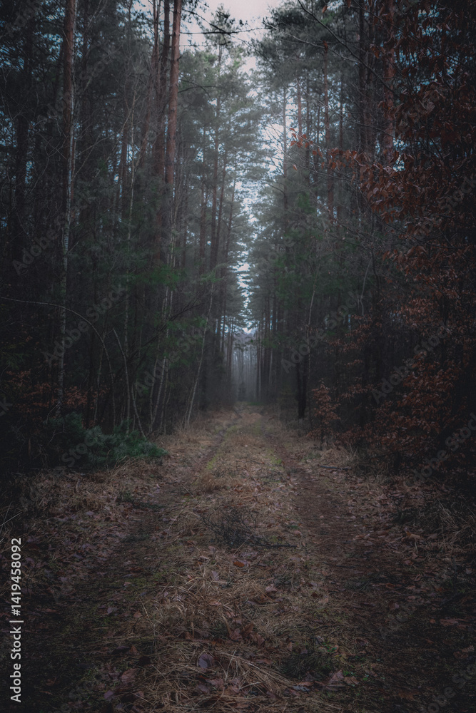 Fototapeta premium Mysterious forest path on a foggy day, leading deep into the woods. The path is lined with tall trees, creating a sense of depth and mystery.
