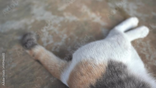 The cat's tail sways.