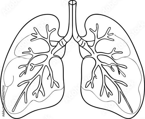 Human Lungs Outline Illustration, Anatomical Lung Structure, Medical, Pulmonary System