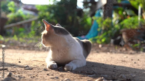 A cute two-colored cat is hiding behind a tree.