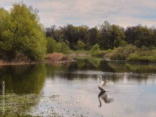 Obedska pond - Obedska bara large swamp and forest area and natural reserve along Sava river in Serbia with swan in the water