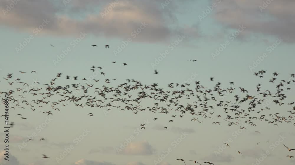 Birds flying in the winter sky as geese migrate in England in large flock nature and wildlife UK 4K Birds flying in the winter sky as geese migrate in England in large flock nature and wildlife UK 4K