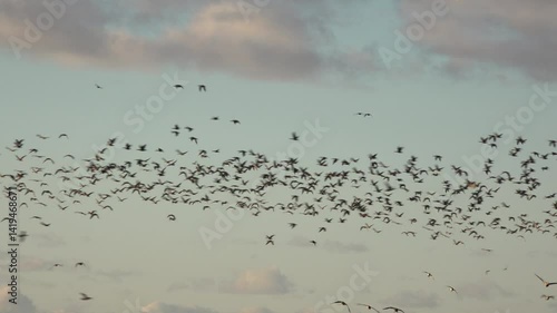 Birds flying in the winter sky as geese migrate in England  in large flock nature and wildlife UK 4K