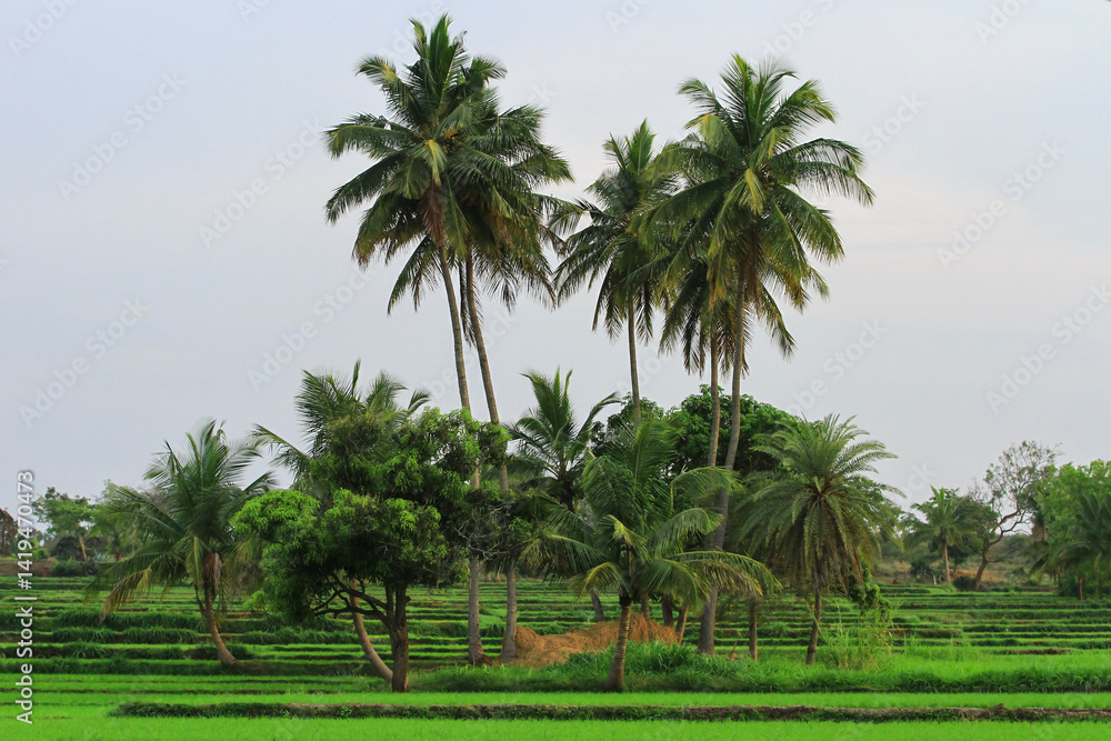Obraz premium An image of coconut trees found in India.