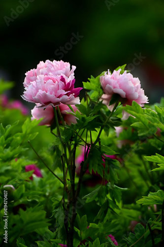 pink peony flower