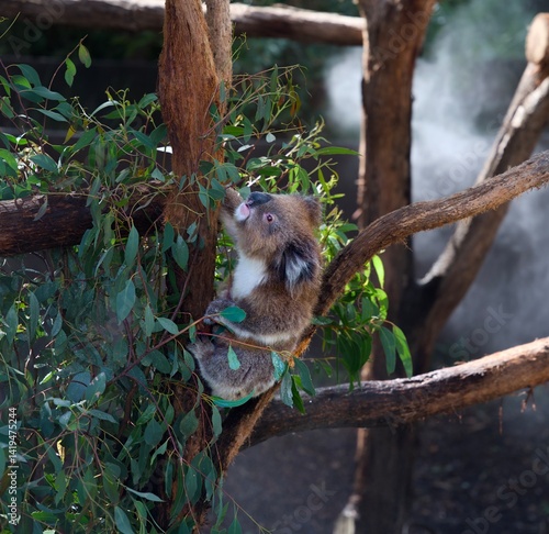 Canvas Print Koala