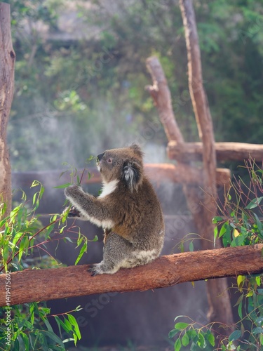 Photography Koala