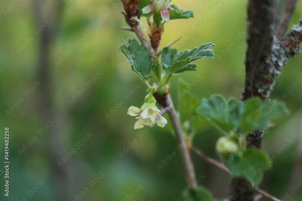 Close-up of Gooseberry bush in bloom with white flowers on branches. Ribes uva-crispa on springtime Close-up of Gooseberry bush in bloom with white flowers on branches. Ribes uva-crispa on springtime