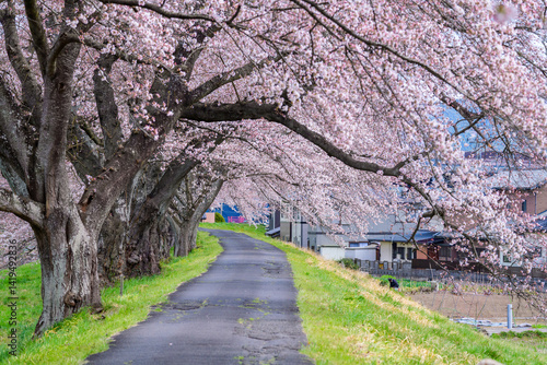 一目千本桜　宮城県　大河原町

