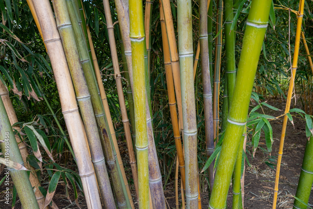 Obraz premium Tall multicolored bamboo stalks. Bamboo grove with brightly colored vertical trunks in soft daylight