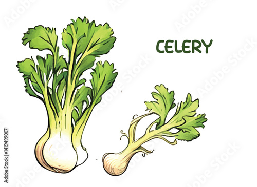 Vector celery vegetable