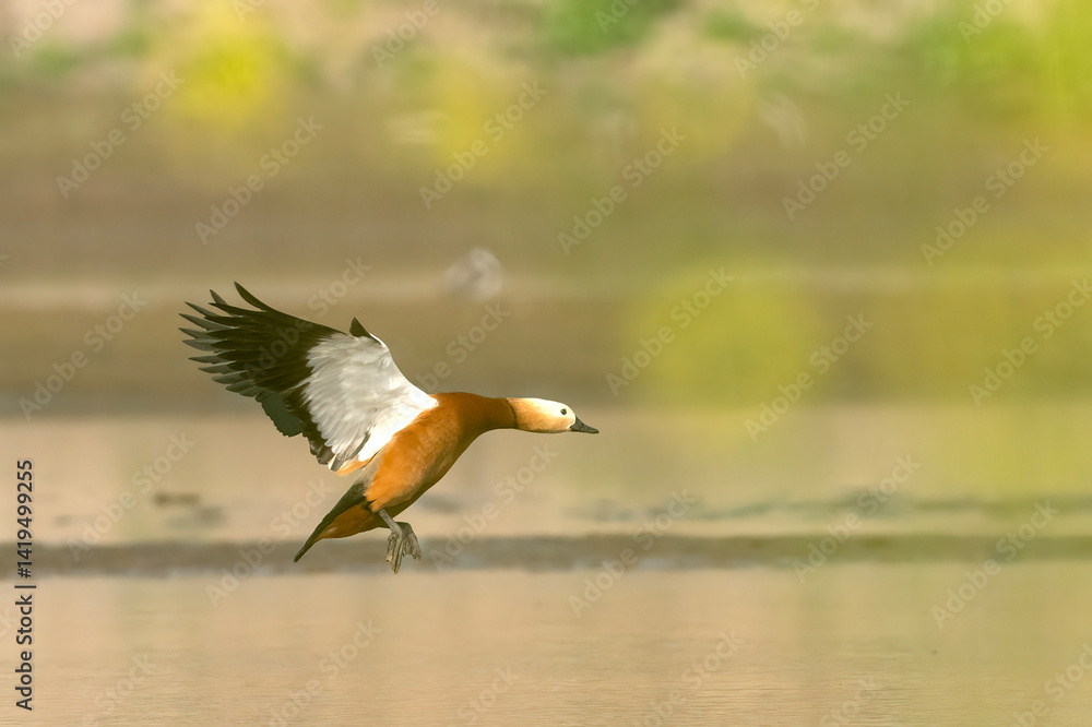 A beautiful ruddy shelduck in flight over a tranquil water body.