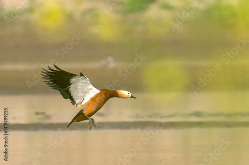 Obraz na płótnie A beautiful ruddy shelduck in flight over a tranquil water body. w salonie