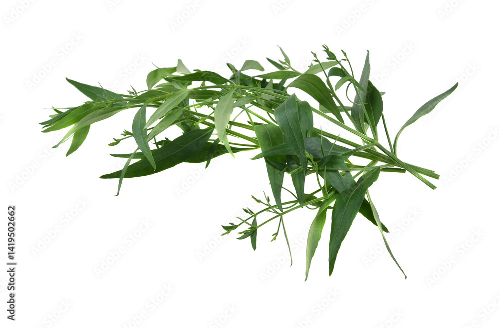 Andrographis paniculata plant on white background Andrographis paniculata plant on white background