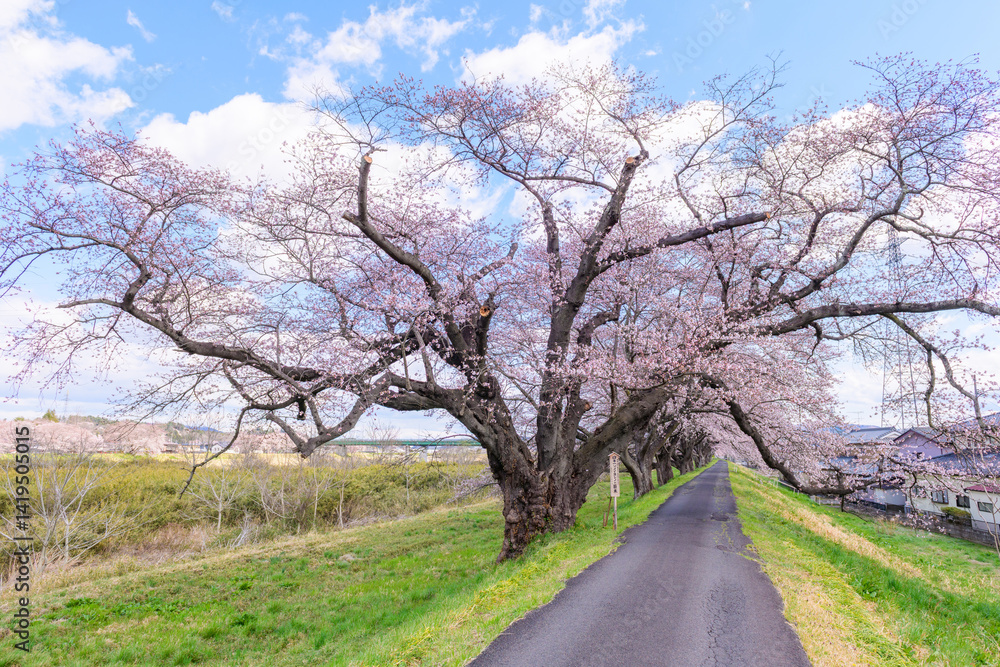 一目千本桜 宮城県 大河原町
一目千本桜 宮城県 大河原町