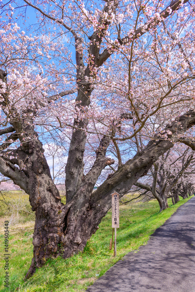 Obraz premium 一目千本桜 宮城県 大河原町 