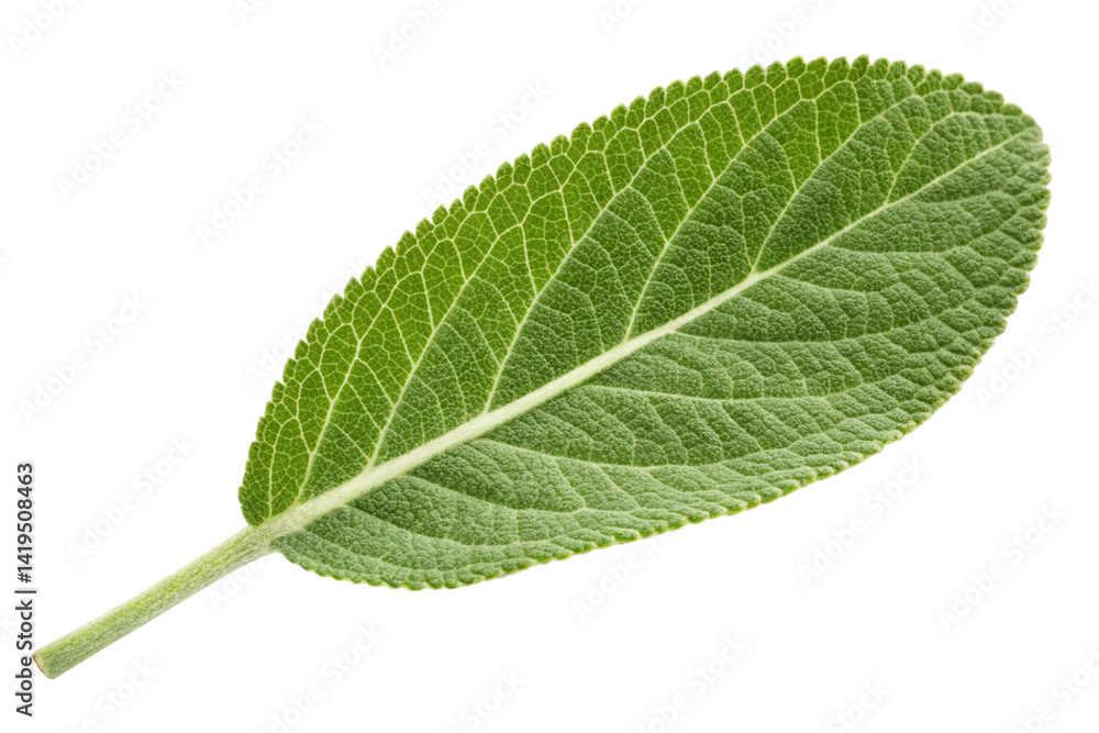 green leaf isolated on white green leaf isolated on white