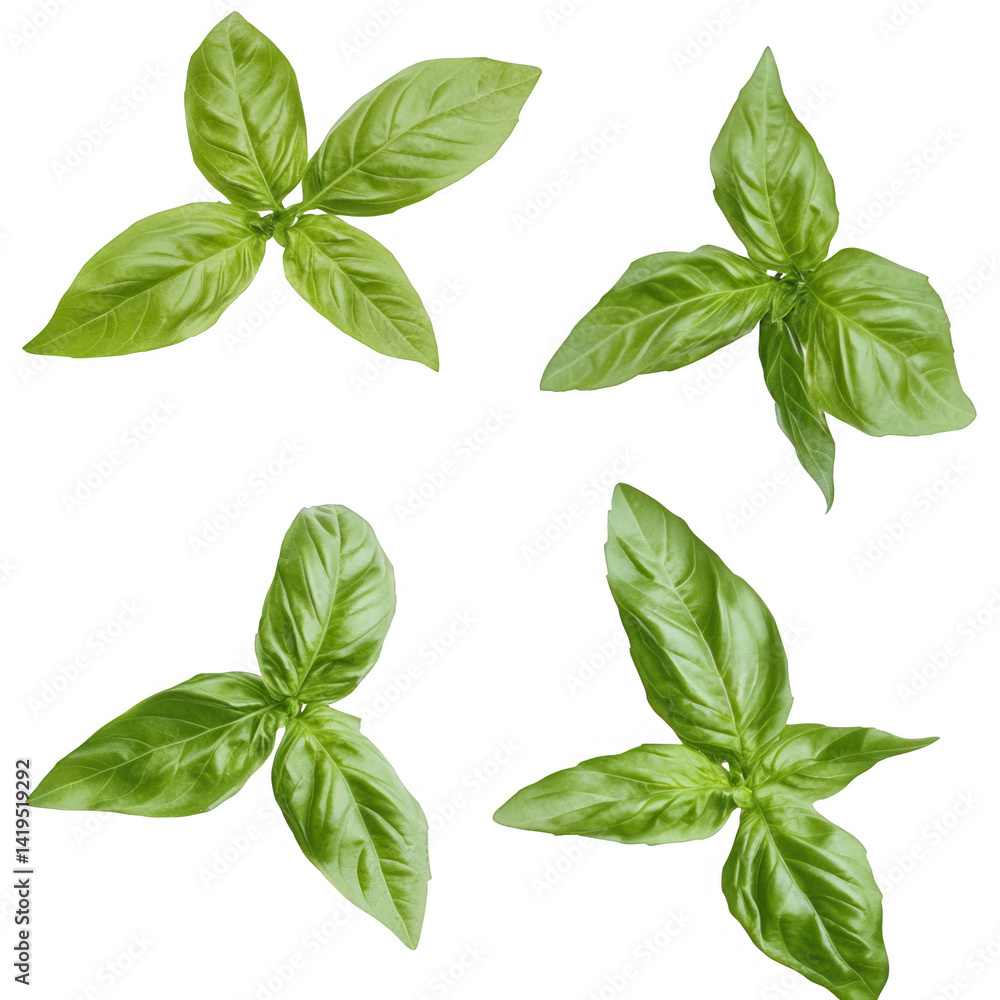 Fresh basil leaves showcasing intricate shapes and vibrant colors against a dark background Fresh basil leaves showcasing intricate shapes and vibrant colors against a dark background