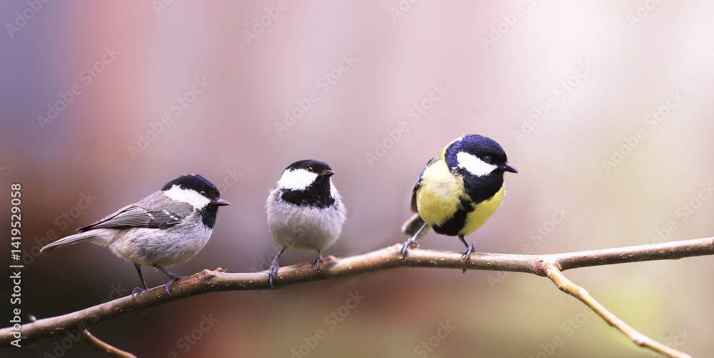 Fototapeta premium Two Black-headed tit and one Great tit on a hazel branch, waiting for a visit from the left side..